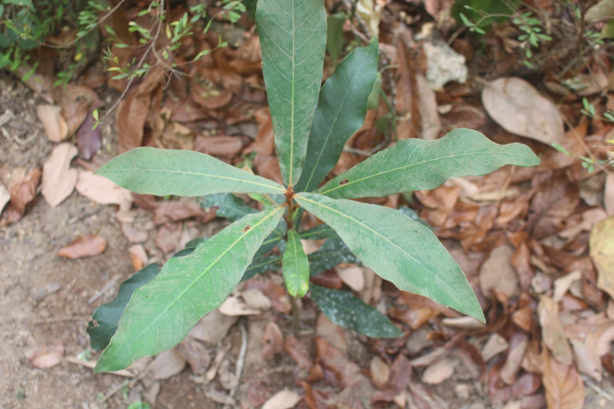 Madhuca clavata Jayas.